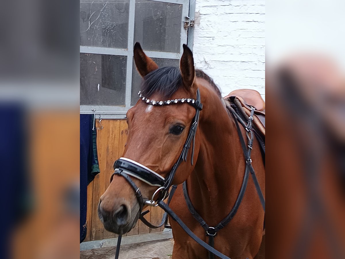 German Sport Horse Gelding 4 years 16,2 hh Brown in Braunschweig