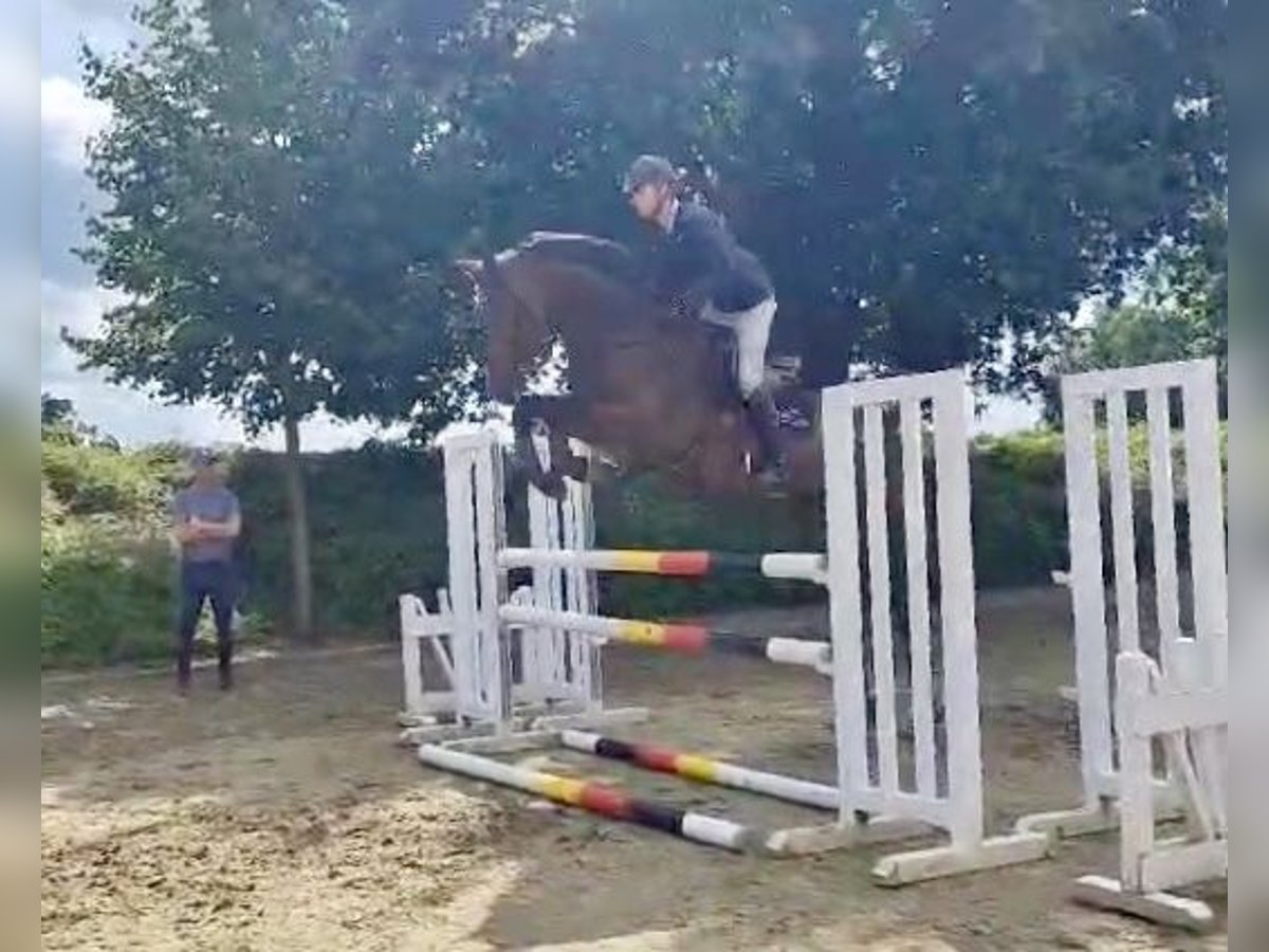 German Sport Horse Gelding 4 years 16,2 hh Brown in Friedeburg Reepsholt, Hoheesche