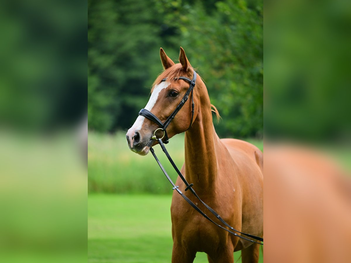 German Sport Horse Gelding 4 years 16,2 hh Chestnut-Red in Zossen