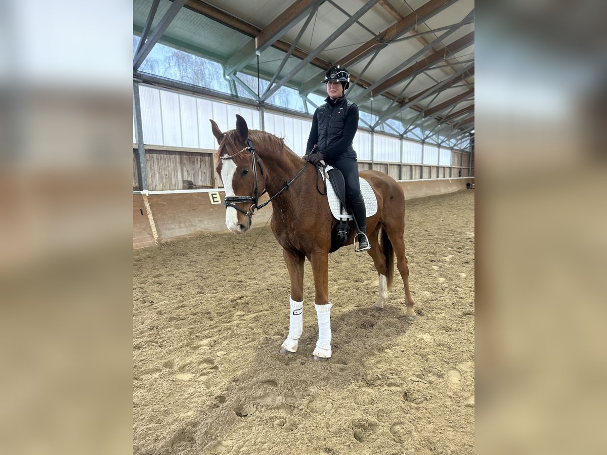 German Sport Horse Gelding 4 years 16,2 hh Chestnut-Red in Phöben