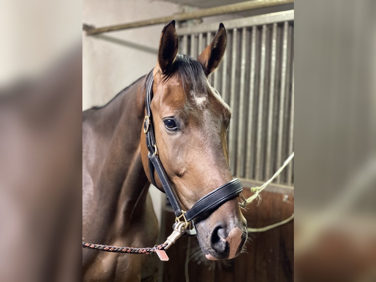 German Sport Horse Gelding 4 years 16,3 hh Brown in Neuruppin