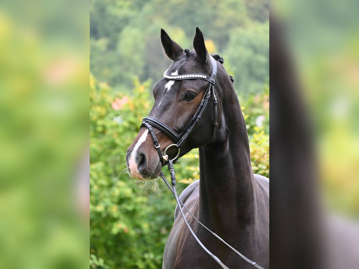 German Sport Horse Gelding 4 years 16 hh Bay-Dark in Gomadingen