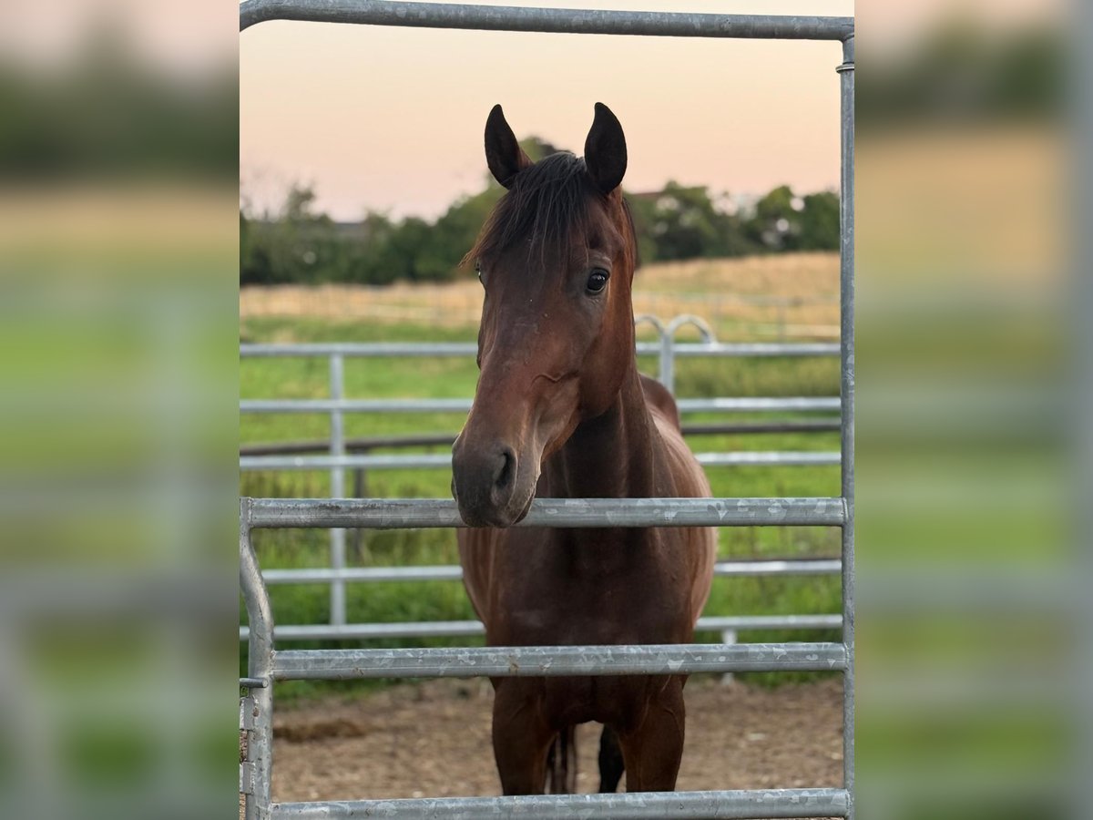 German Sport Horse Gelding 4 years 16 hh Bay-Dark in Straubing