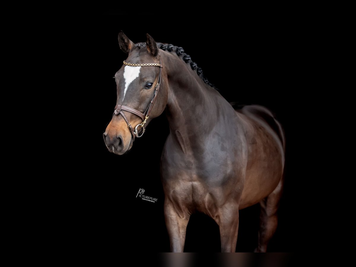 German Sport Horse Gelding 4 years 16 hh Bay-Dark in Goch