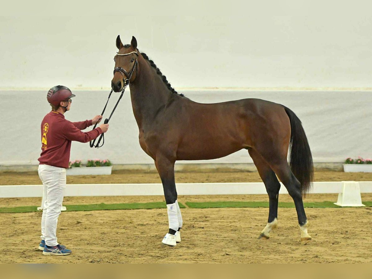 German Sport Horse Gelding 4 years 16 hh Brown in Angers