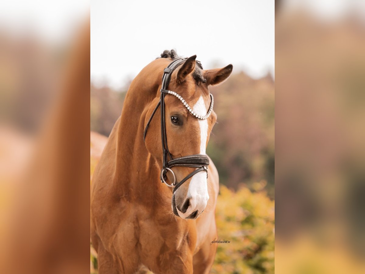 German Sport Horse Gelding 4 years 16 hh Brown in Lehrberg