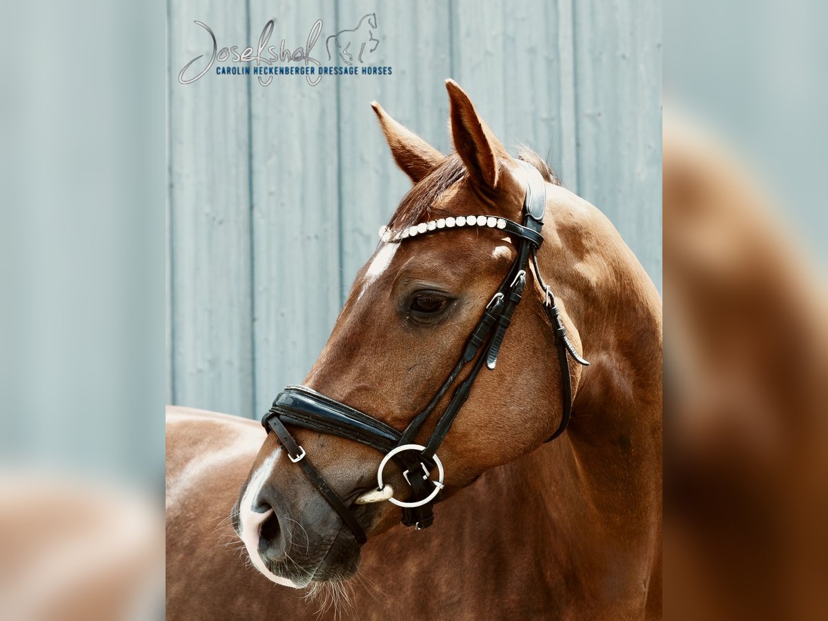 German Sport Horse Gelding 4 years 16 hh Chestnut in Oberstadion