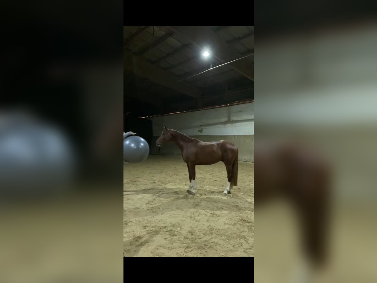 German Sport Horse Gelding 4 years 16 hh Chestnut-Red in Ried