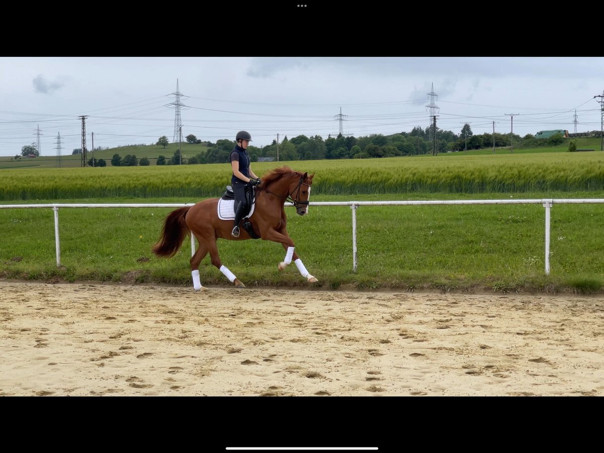 German Sport Horse Gelding 4 years 16 hh Chestnut-Red in Brilon