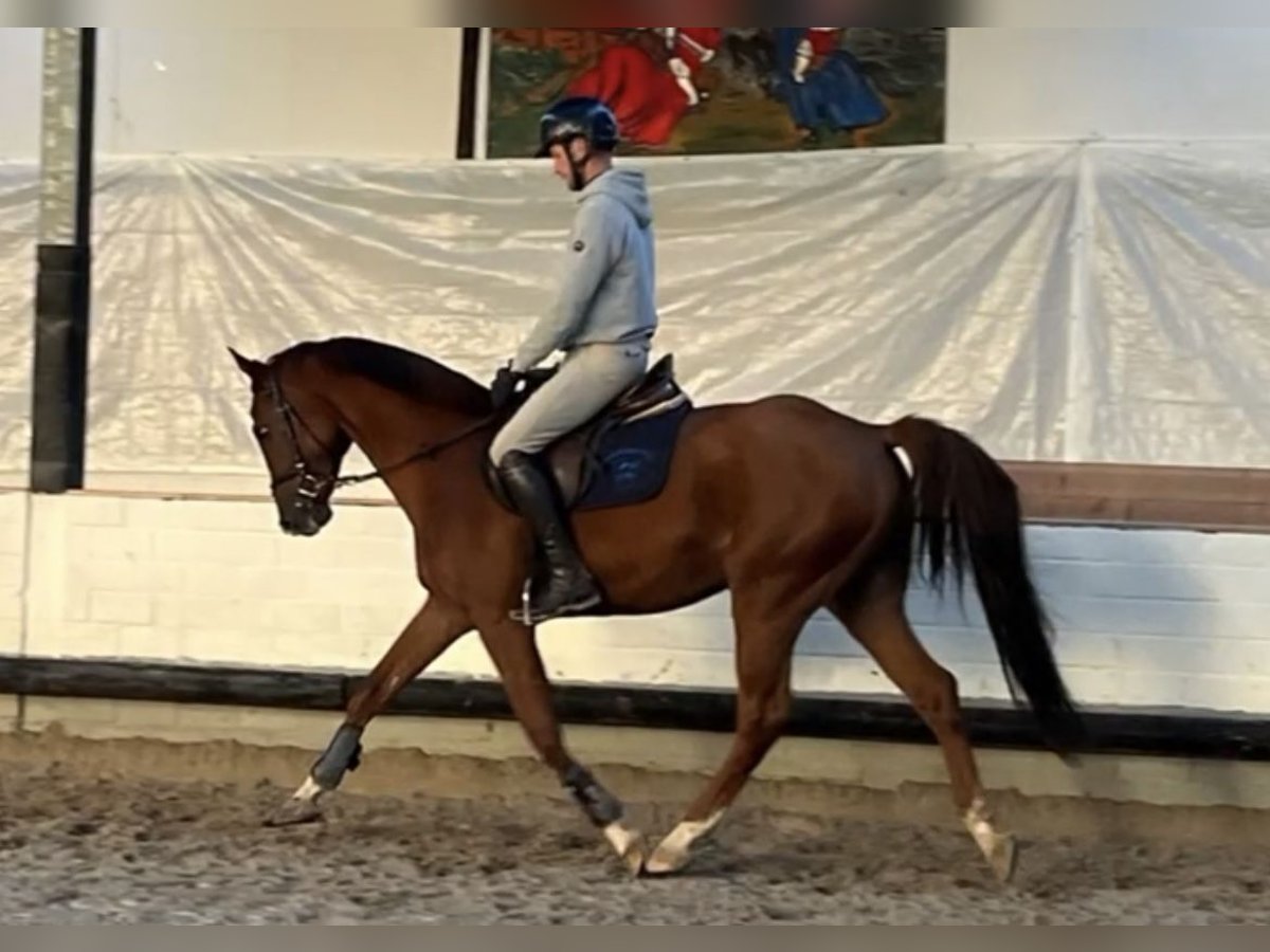 German Sport Horse Gelding 4 years 16 hh Chestnut-Red in Mechernich