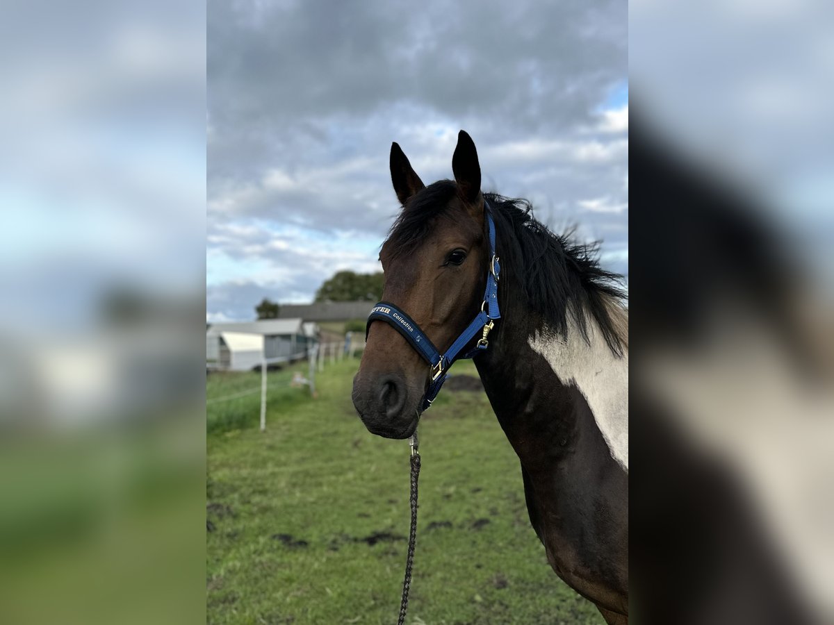 German Sport Horse Mix Gelding 4 years 16 hh Pinto in SchubyL&#xFC;rschau