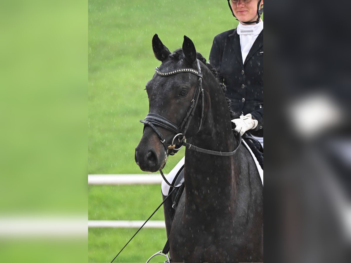 German Sport Horse Gelding 4 years 16 hh Smoky-Black in Gomadingen