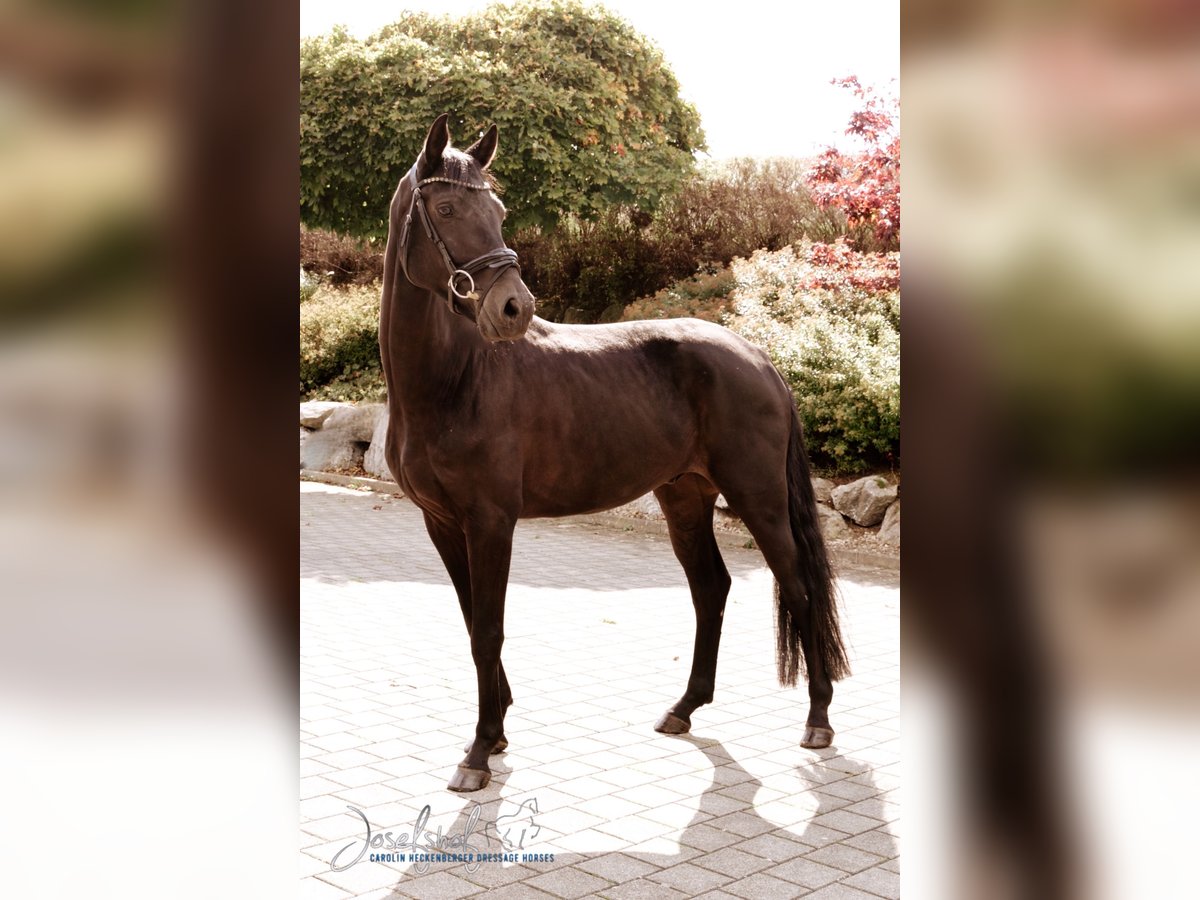 German Sport Horse Gelding 4 years 16,1 hh Black in Oberstadion