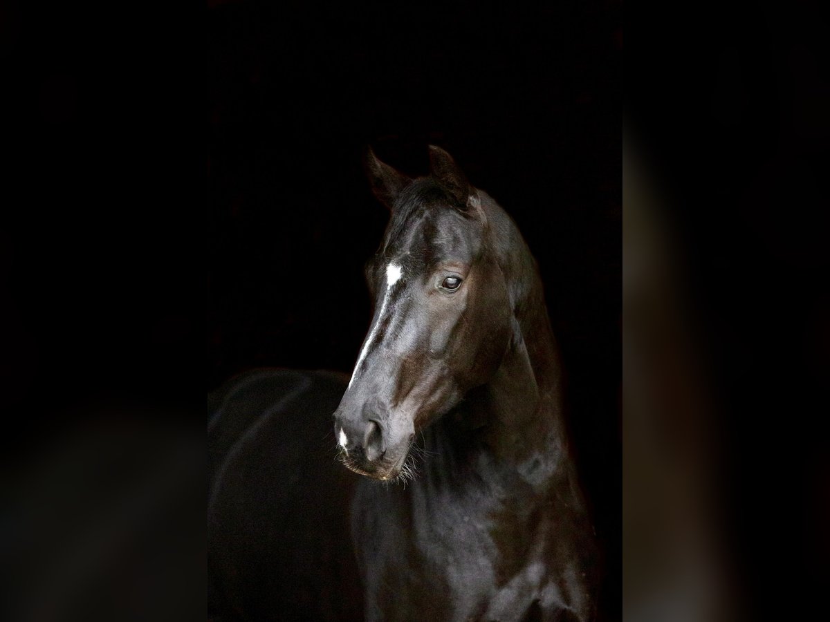 German Sport Horse Gelding 4 years 16,1 hh Black in Steinfeld