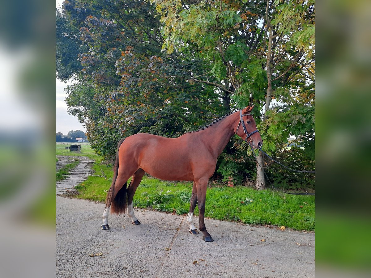German Sport Horse Gelding 4 years 16,1 hh Brown in Perleberg