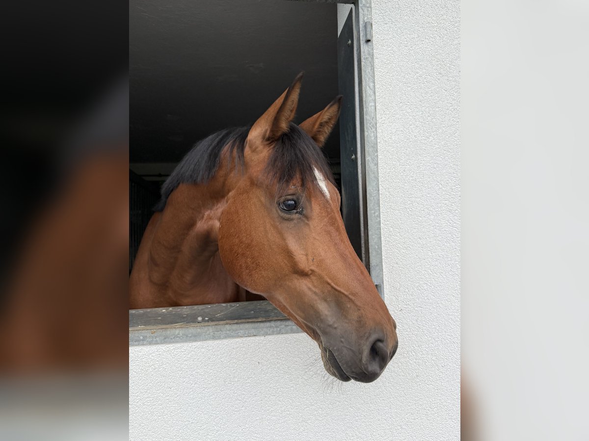 German Sport Horse Gelding 4 years 16,1 hh Brown in Rankweil
