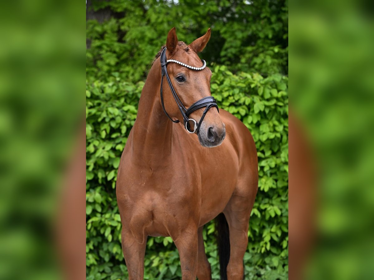 German Sport Horse Gelding 4 years 16,1 hh Chestnut-Red in Ostrach