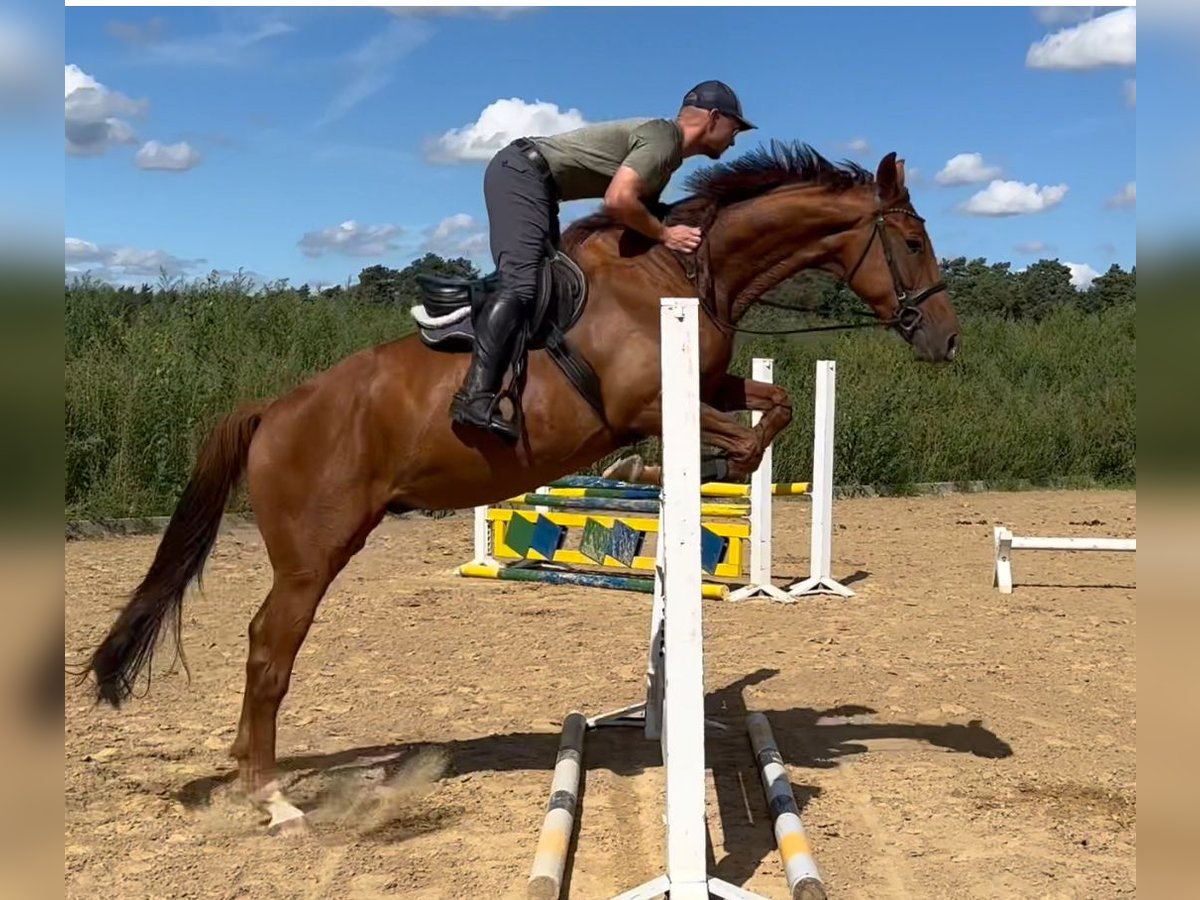German Sport Horse Gelding 4 years 16,1 hh Chestnut-Red in Michaelisbruch