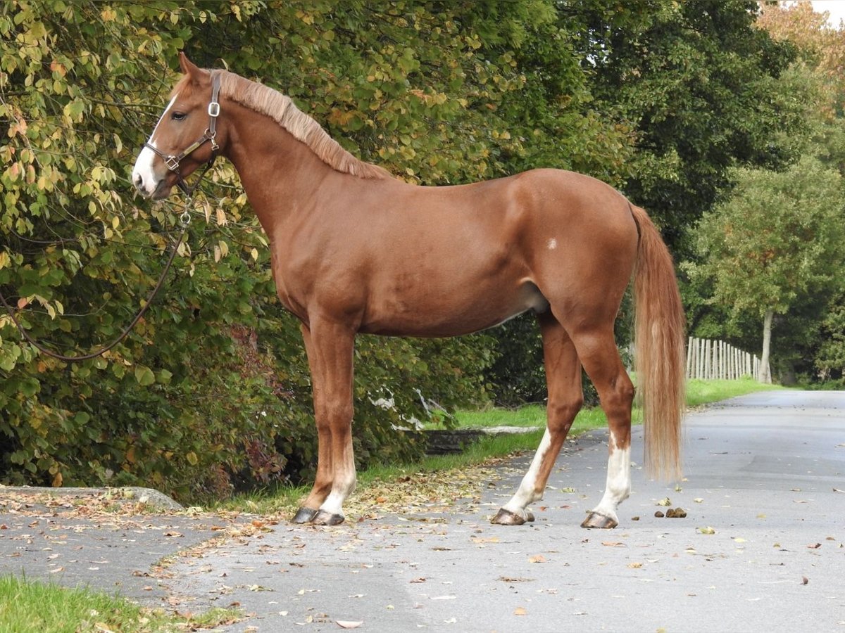 German Sport Horse Gelding 4 years 16,1 hh Chestnut-Red in Verl