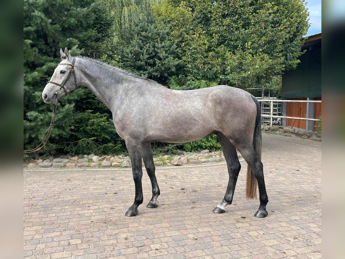 German Sport Horse Gelding 4 years 16,1 hh Grey in Paruszka