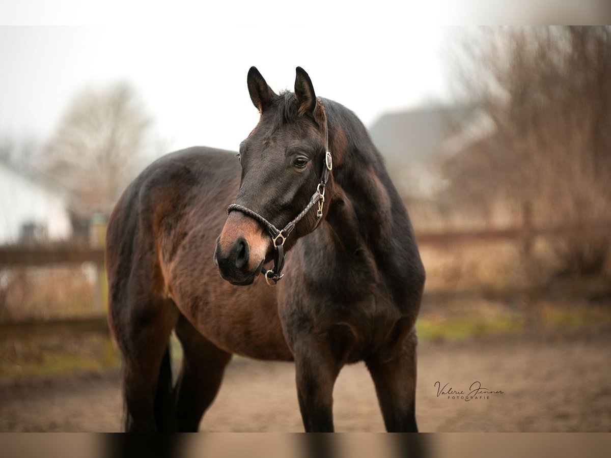 German Sport Horse Gelding 4 years 16,2 hh Bay-Dark in Blekendorf
