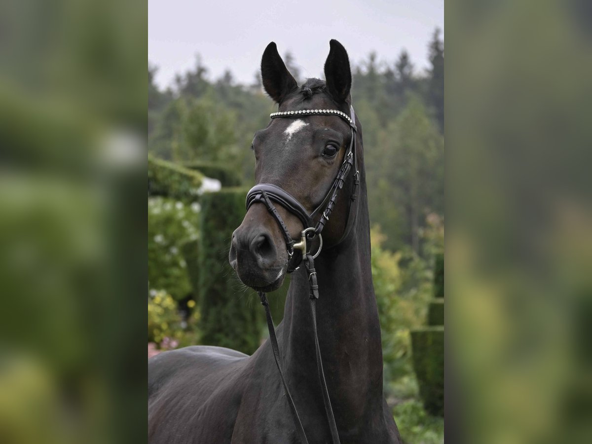 German Sport Horse Gelding 4 years 16,2 hh Bay-Dark in Gomadingen