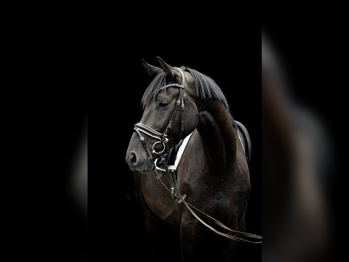 German Sport Horse Gelding 4 years 16,2 hh Bay-Dark in Kraiburg am Inn