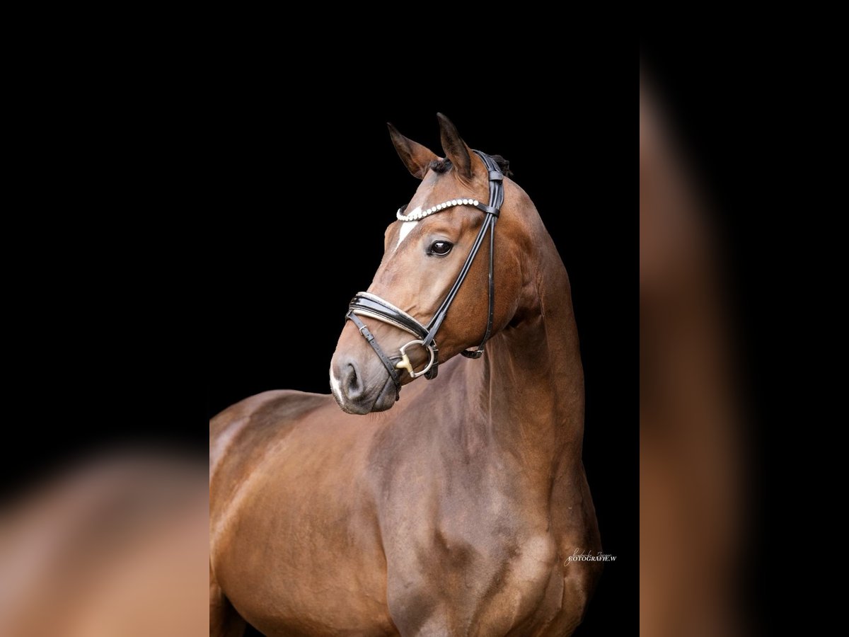 German Sport Horse Gelding 4 years 16,2 hh Bay-Dark in Lehrberg