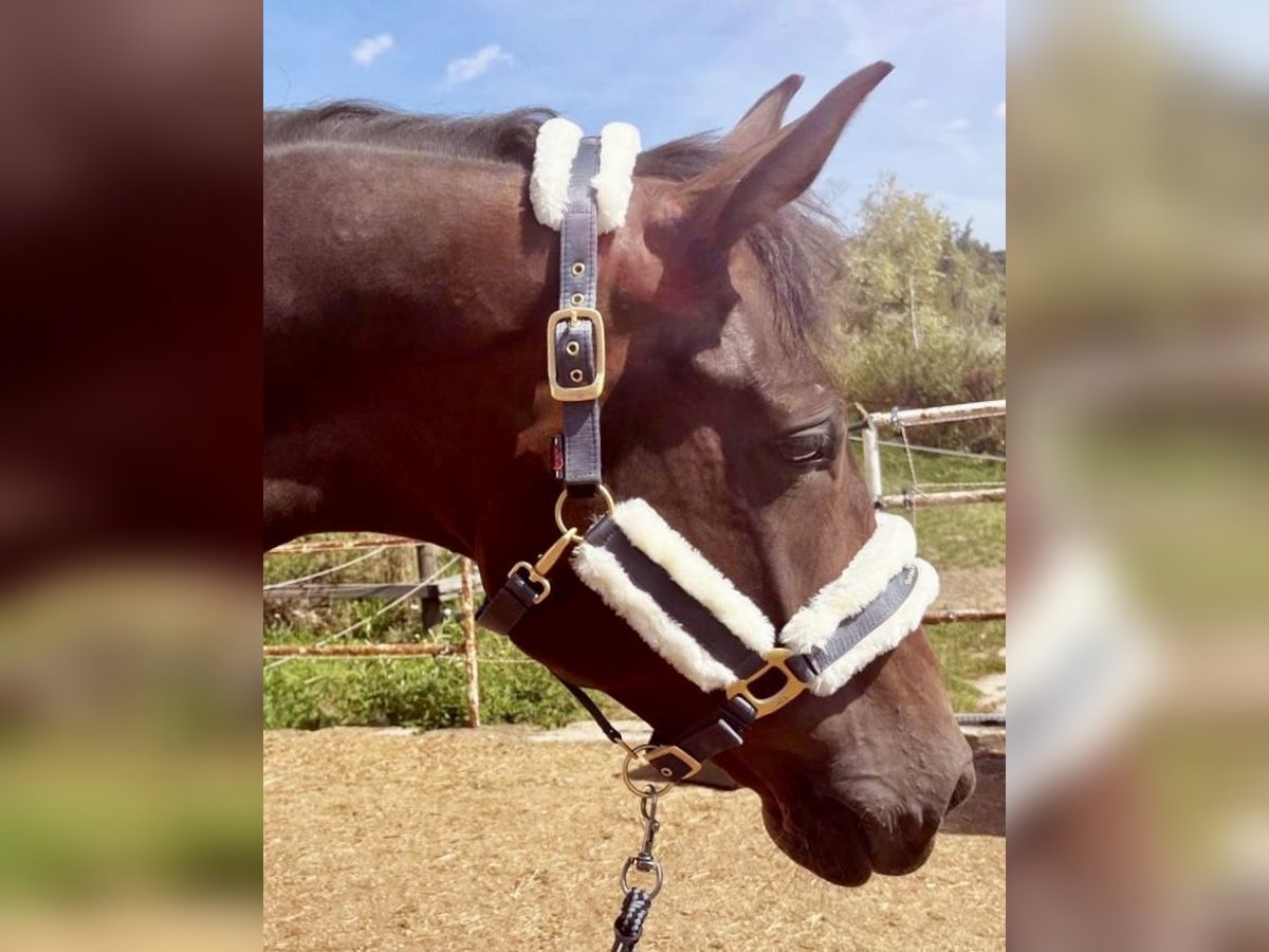 German Sport Horse Gelding 4 years 16,2 hh Bay-Dark in Steinach