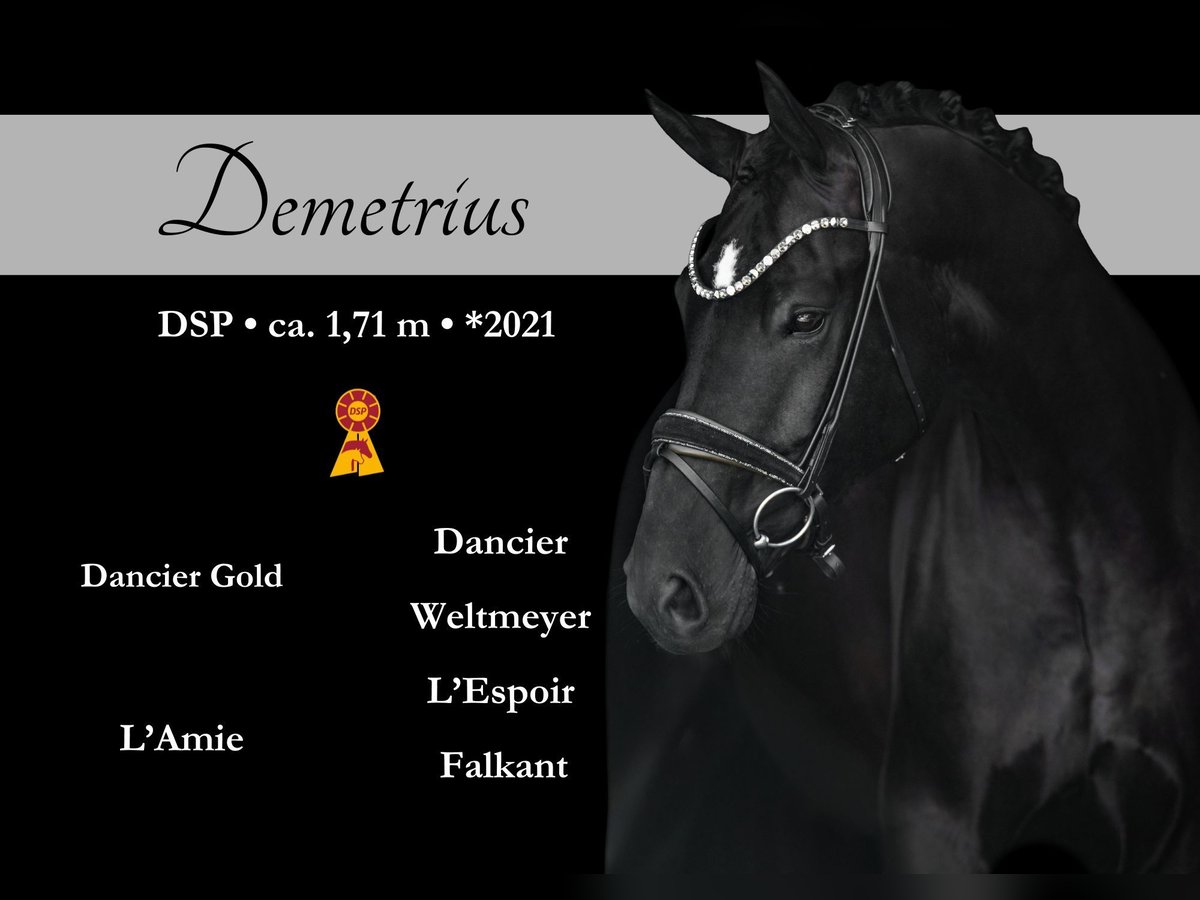 German Sport Horse Gelding 4 years 16,2 hh Black in Wehringen