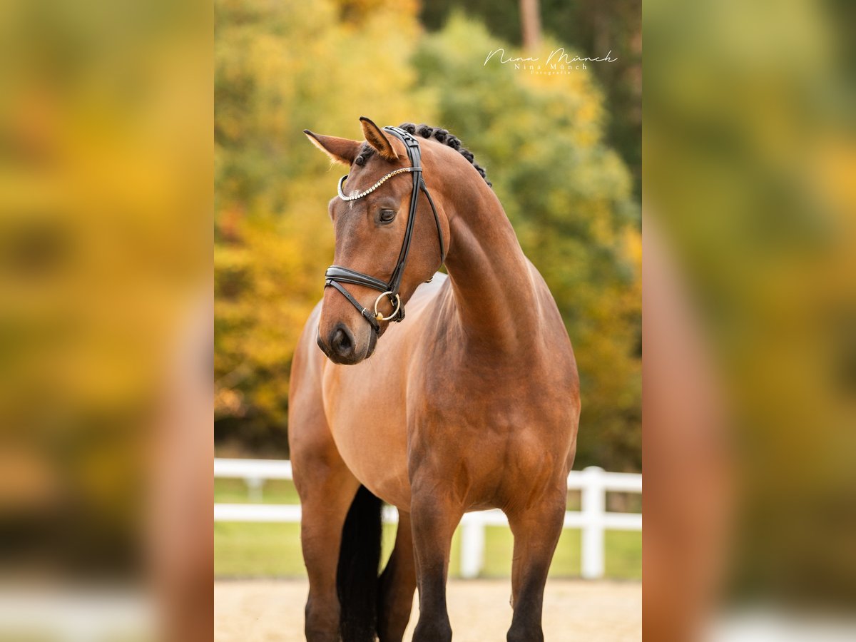 German Sport Horse Gelding 4 years 16,2 hh Brown in Kirchenthumbach