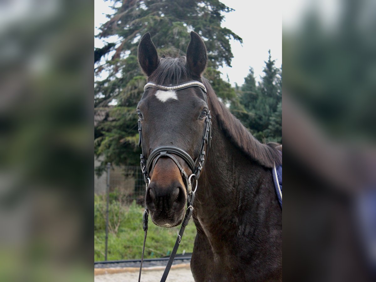 German Sport Horse Gelding 4 years 16,2 hh Brown in Bad Lauchst&#xE4;dt