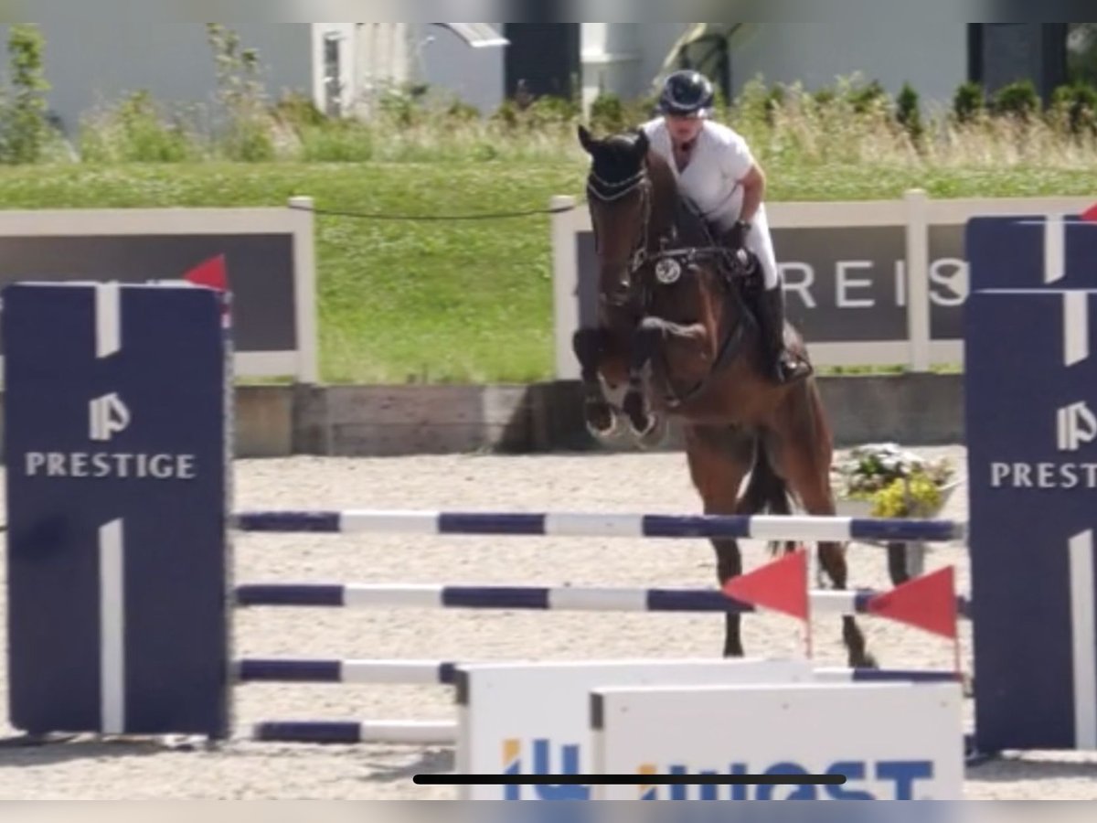 German Sport Horse Gelding 4 years 16,2 hh Brown in Ehingen