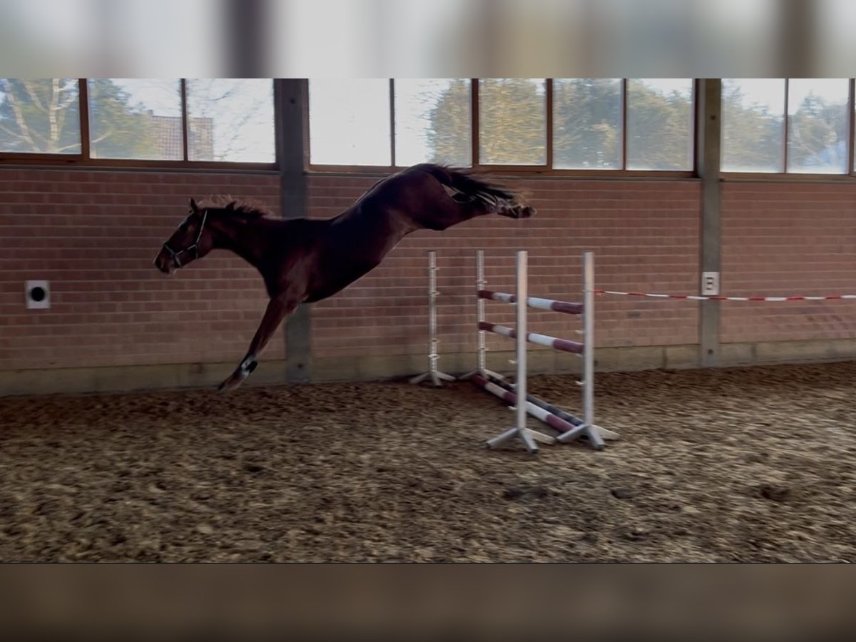German Sport Horse Gelding 4 years 16,2 hh Chestnut-Red in V&#xF6;hl