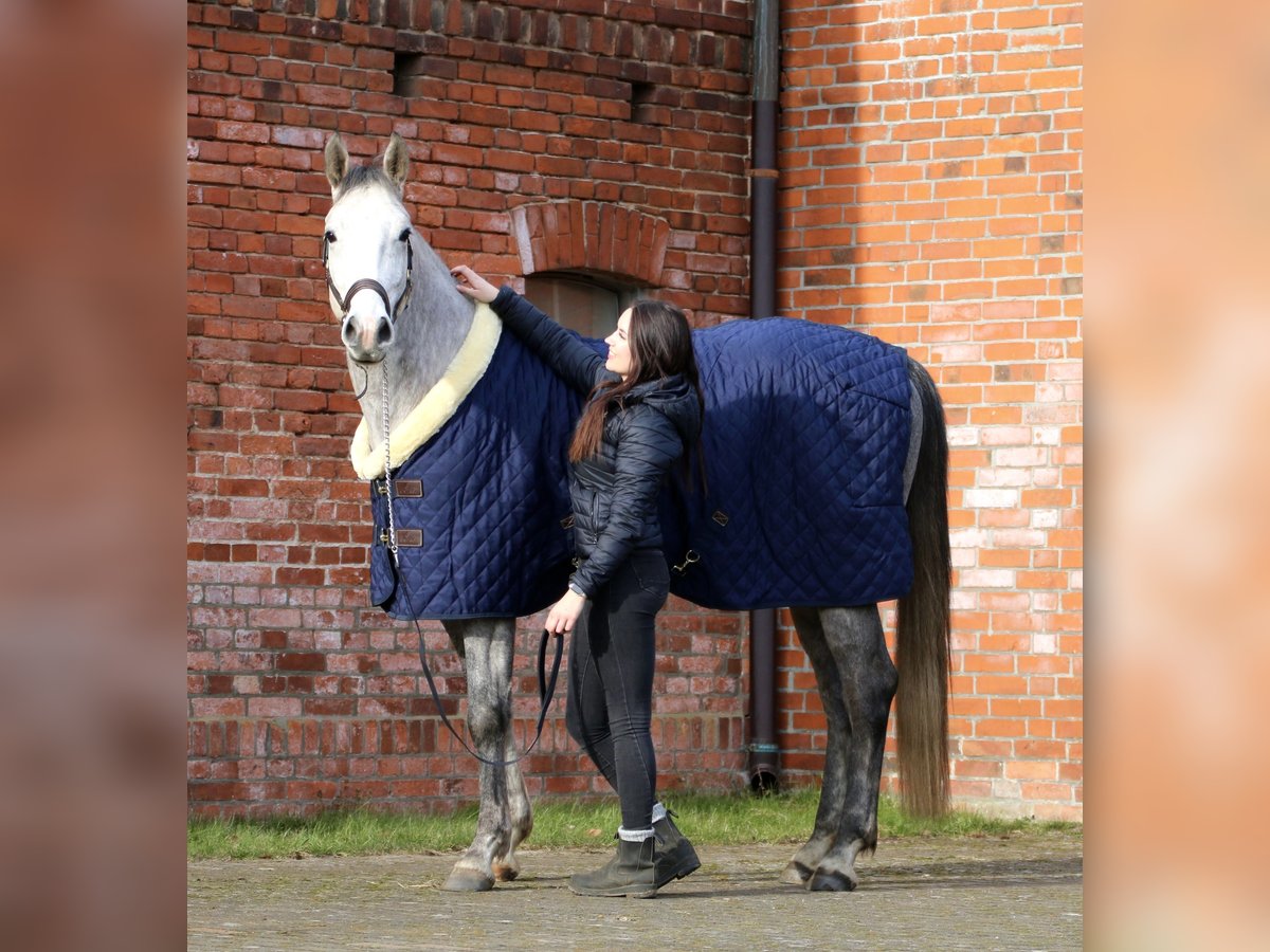 German Sport Horse Gelding 4 years 16,2 hh Gray-Dapple in Neustadt (Dosse)
