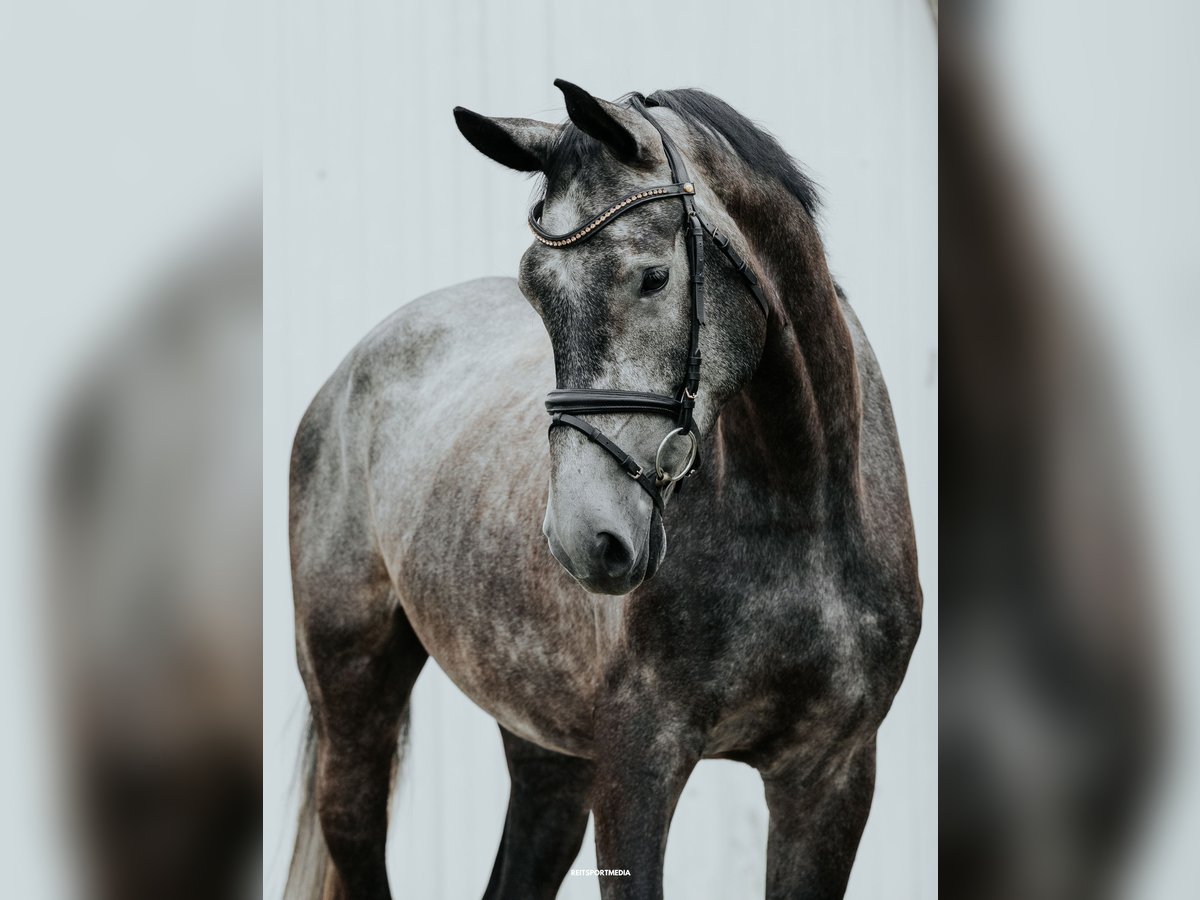 German Sport Horse Gelding 4 years 16,2 hh Grey in Friesack
