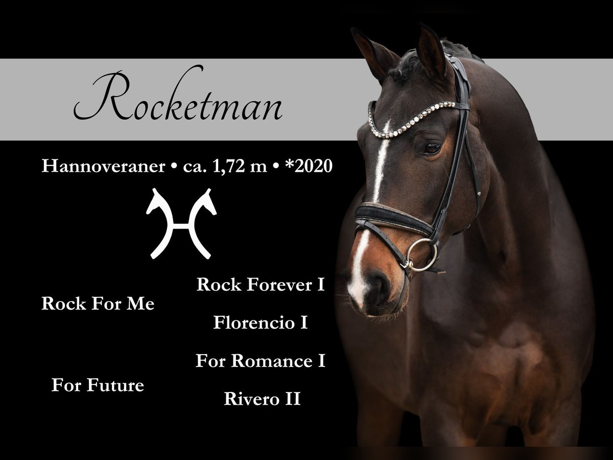 German Sport Horse Gelding 4 years 16,2 hh Smoky-Black in Wehringen