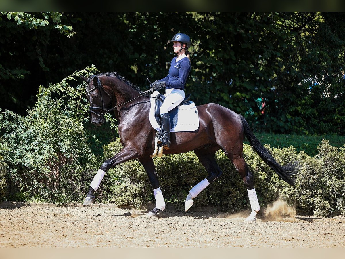 German Sport Horse Gelding 4 years 16,2 hh Smoky-Black in Riedstadt