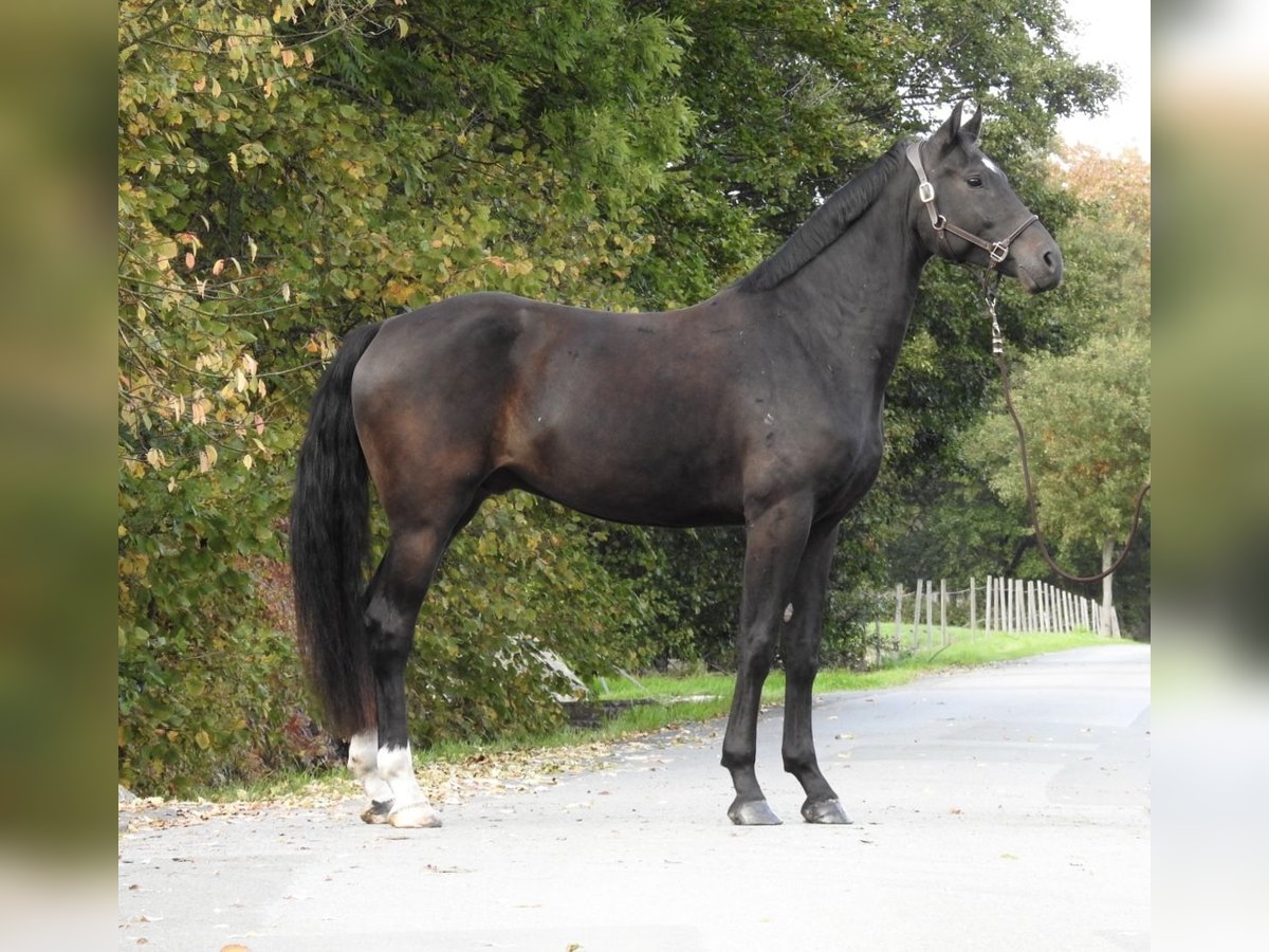 German Sport Horse Gelding 4 years 16,2 hh Smoky-Black in Verl