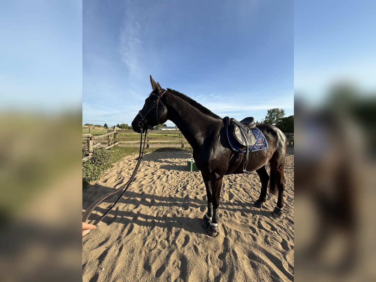 German Sport Horse Gelding 4 years 16,3 hh Bay-Dark in Radeberg