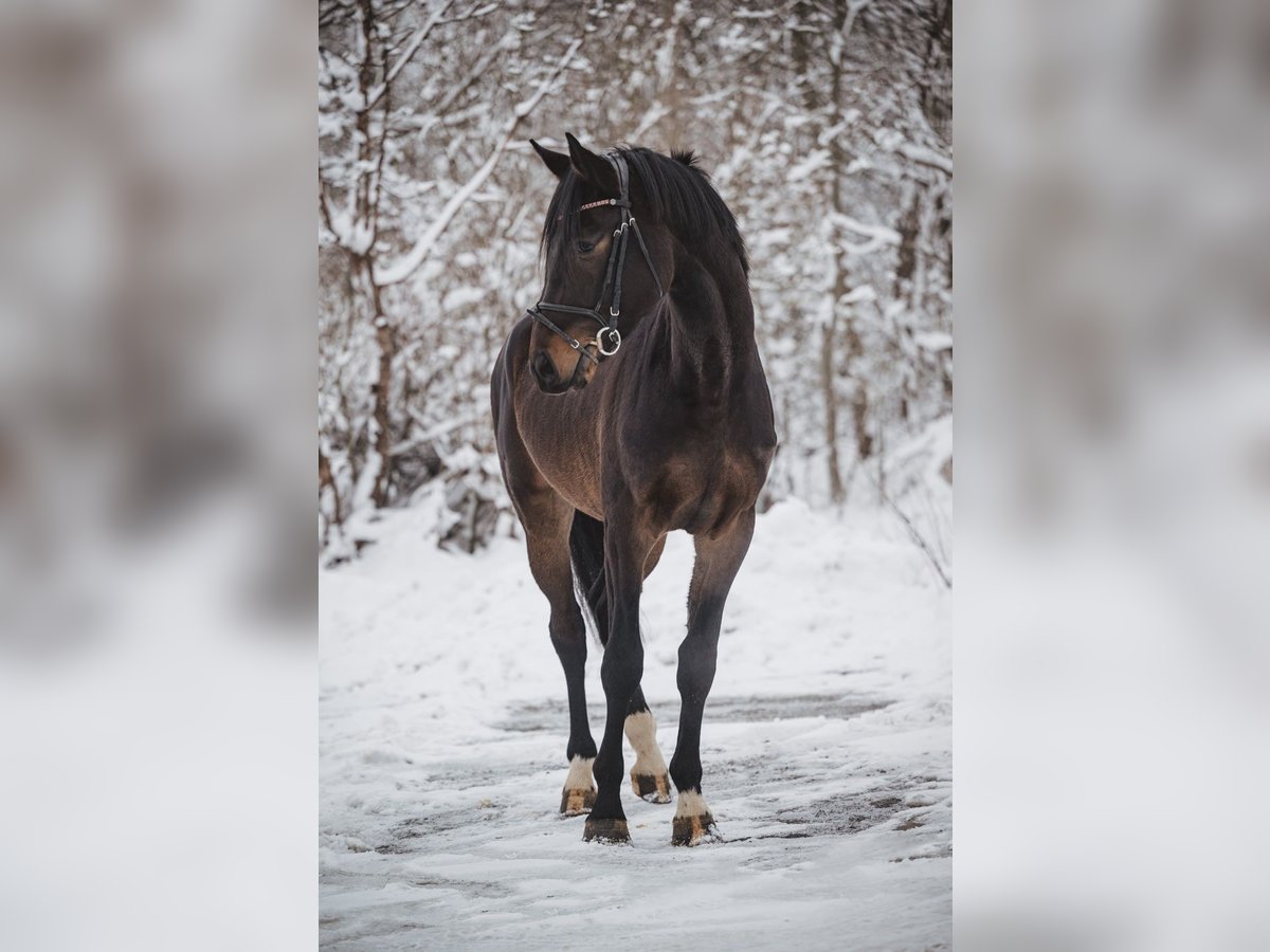 German Sport Horse Gelding 4 years 17 hh Bay-Dark in Geroldsgr&#xFC;n