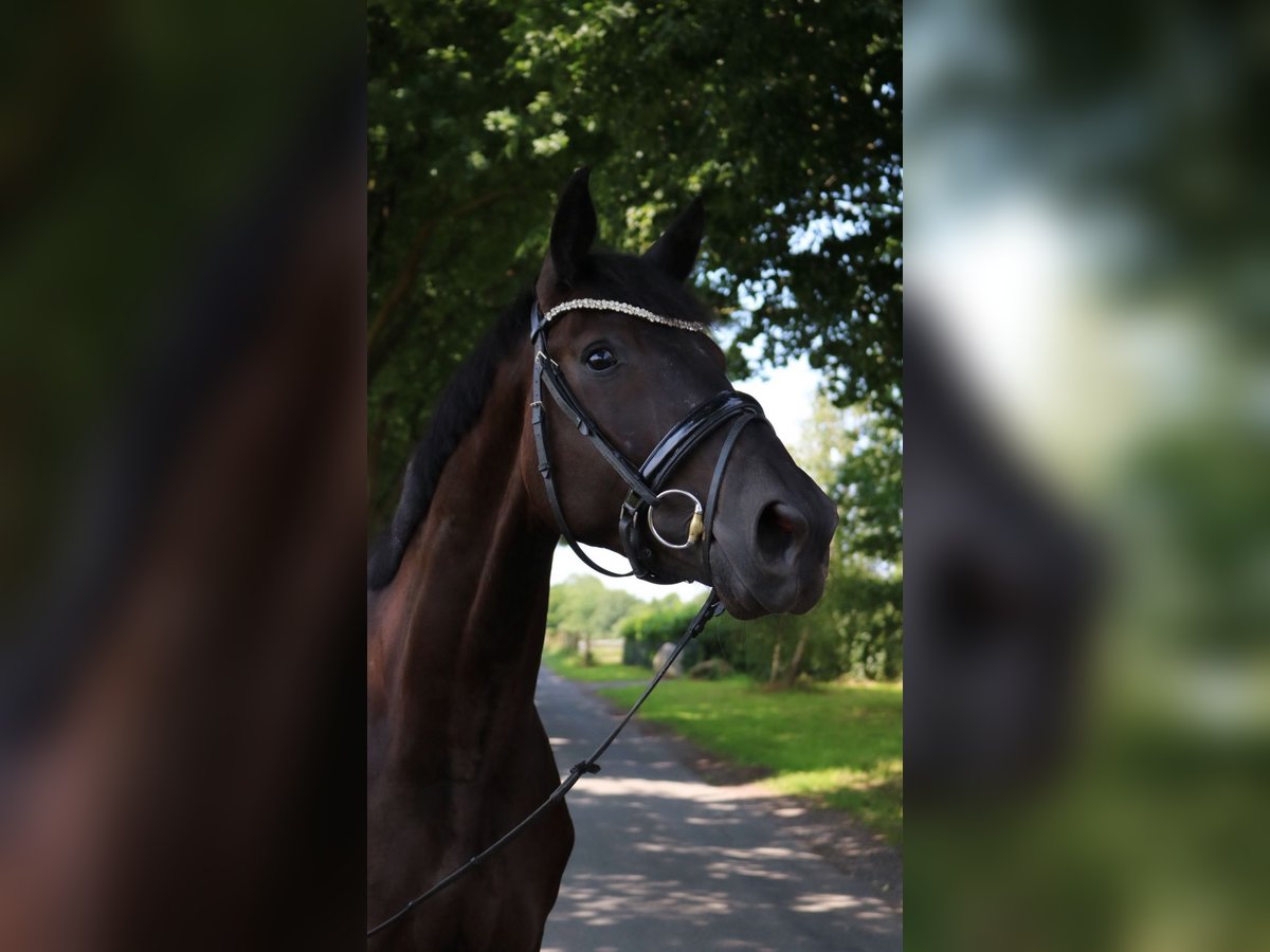 German Sport Horse Gelding 4 years 17 hh Black in L&#xFC;dinghausen