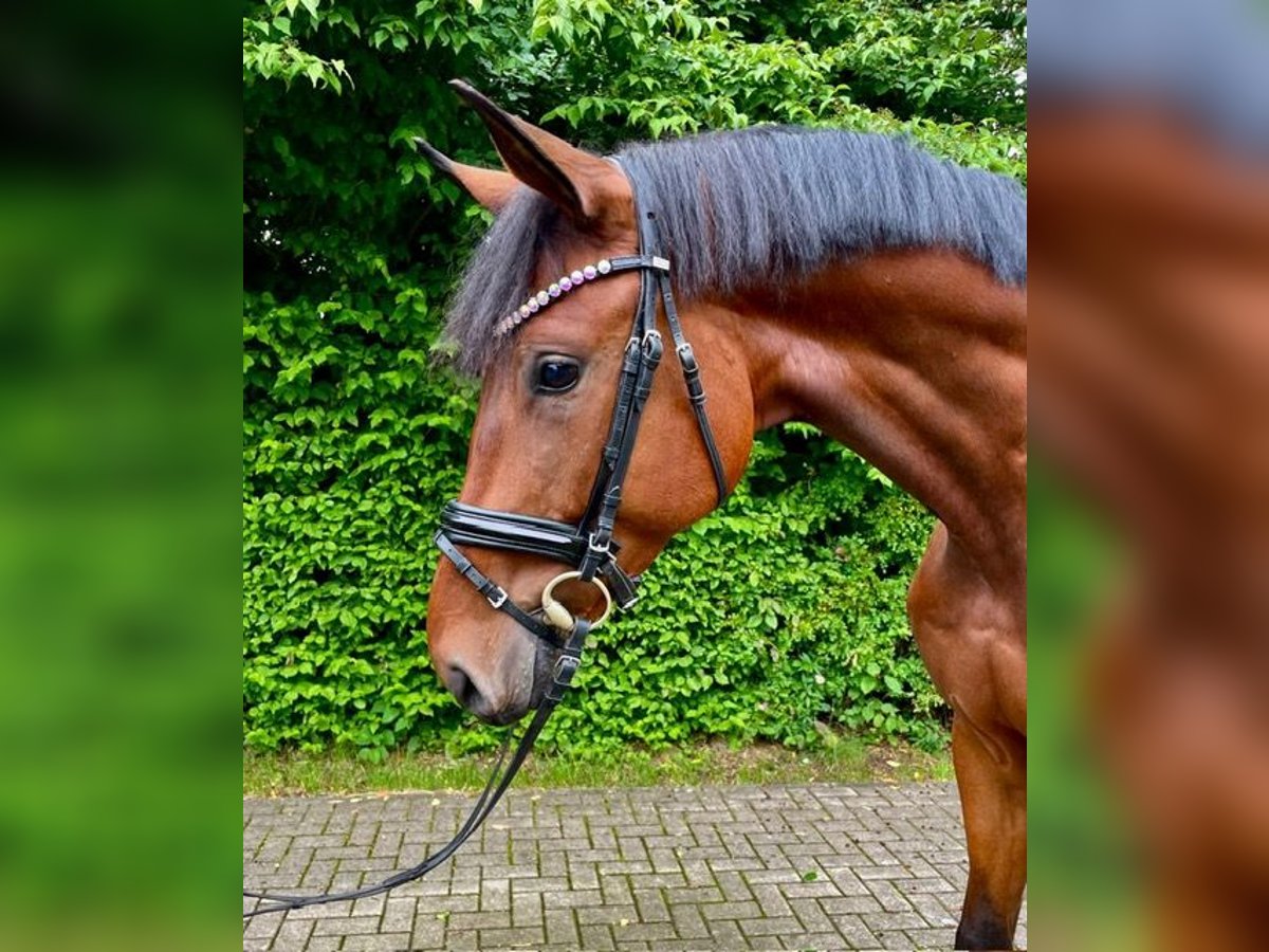 German Sport Horse Gelding 4 years 17 hh Brown in Drackenstein