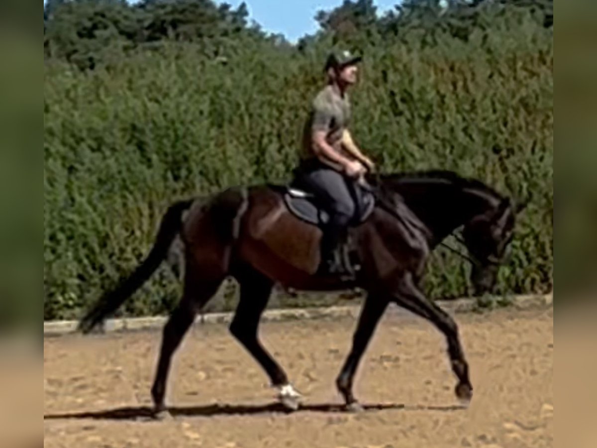 German Sport Horse Gelding 4 years 17 hh Brown in Michaelisbruch