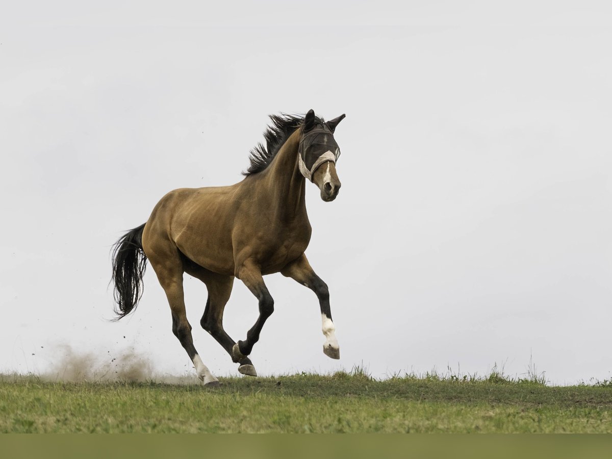 German Sport Horse Gelding 4 years 17 hh in Kirchberg