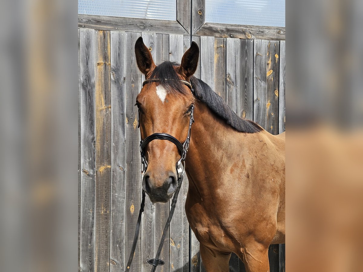 German Sport Horse Gelding 4 years 17,1 hh Brown in Zernitz- Lohm