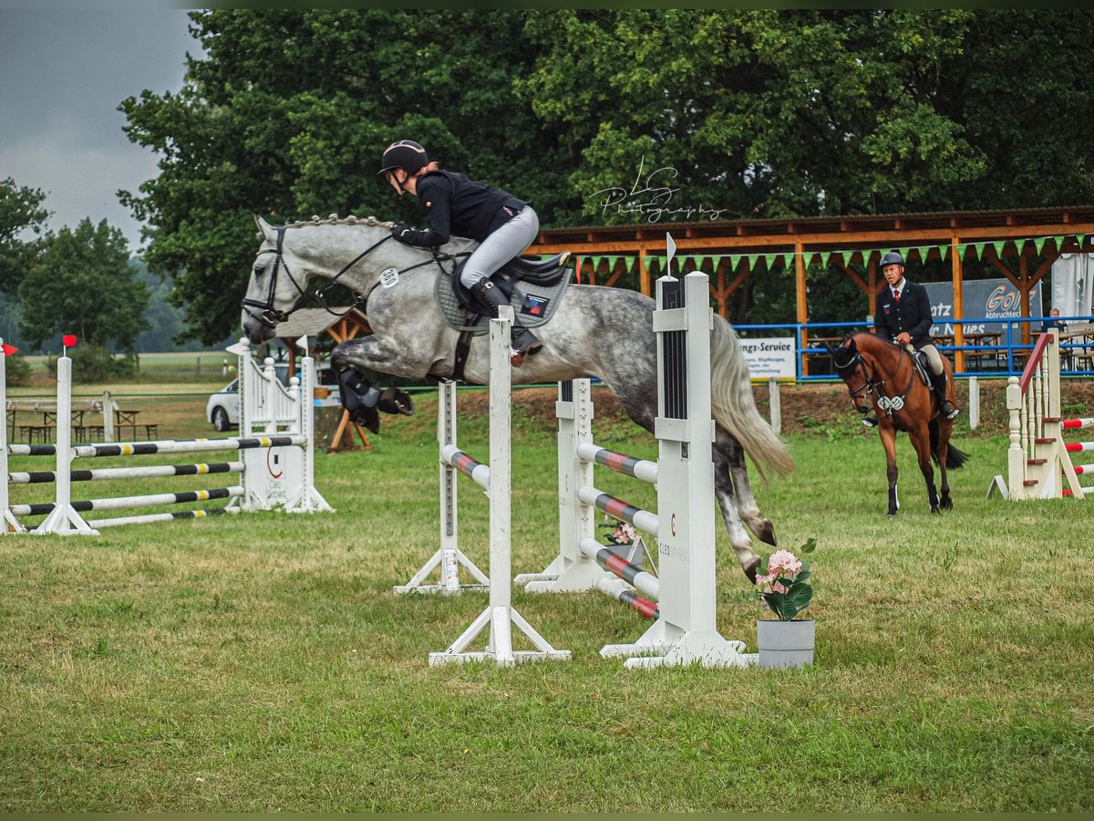 German Sport Horse Gelding 5 years 15,2 hh Gray in Perleberg