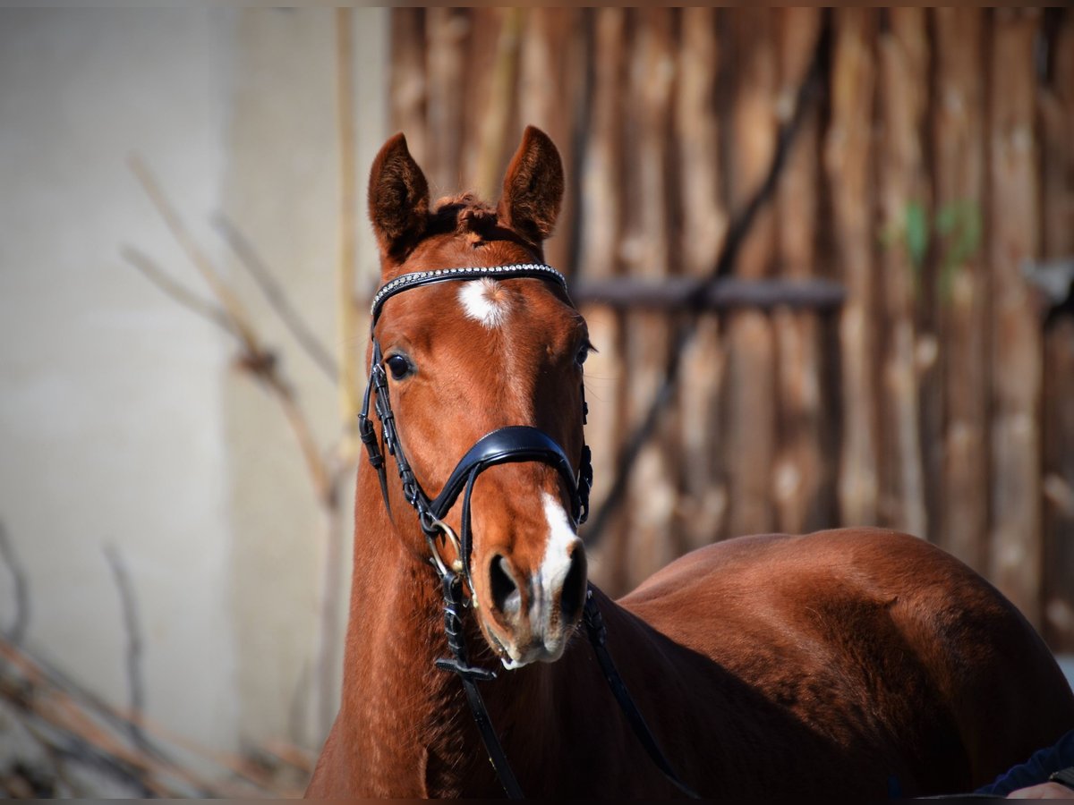 German Sport Horse Gelding 5 years 15,3 hh in Brandenburg an der Havel