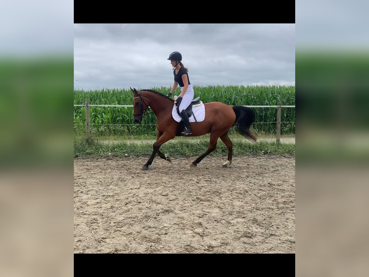 German Sport Horse Mix Gelding 5 years 15,3 hh Brown in WewelsflethWewelsfleth
