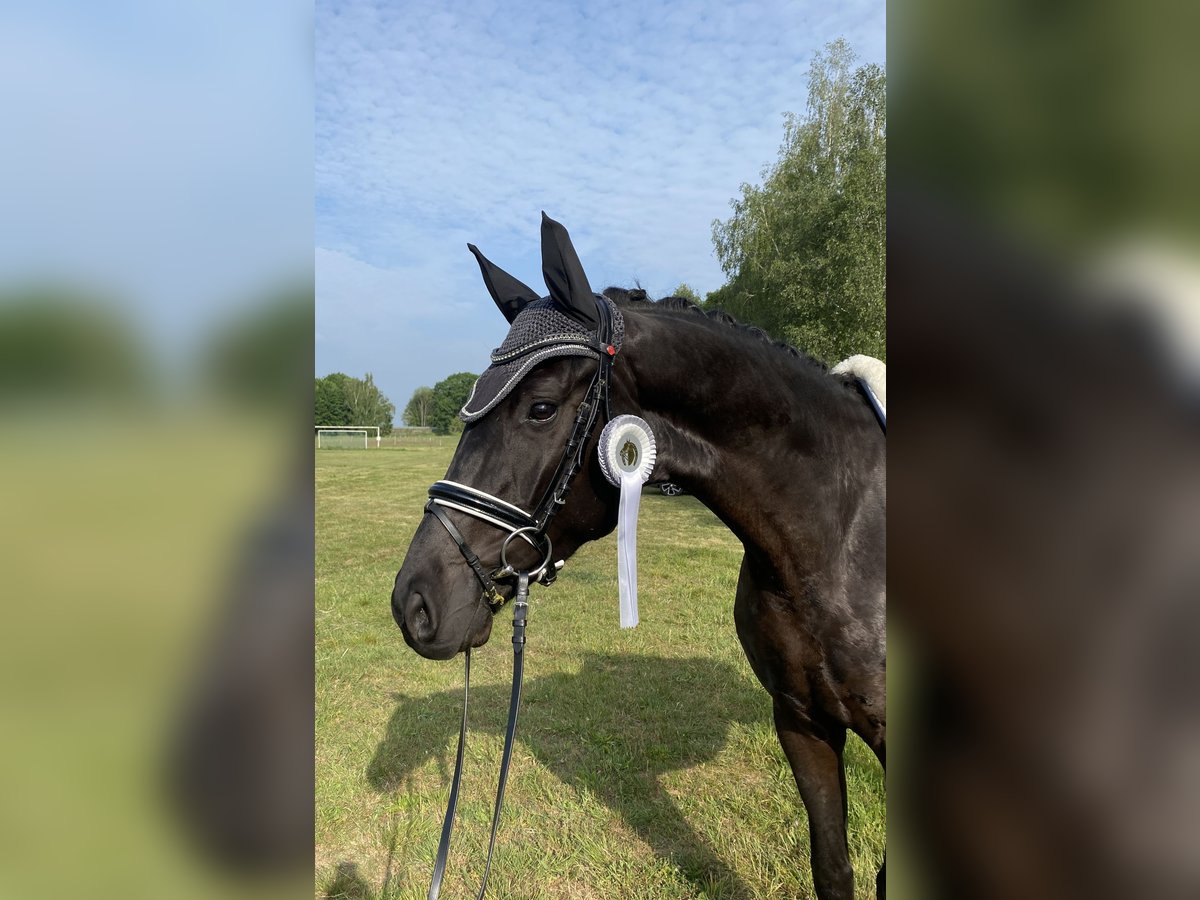 German Sport Horse Gelding 5 years 16,1 hh Black in Rochau